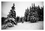 черно-бели спомени за зимата ; comments:17