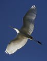 Голяма бяла чапла (Ardea alba) ; comments:12