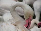 flamingo ; comments:7