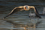 Yellow-legged Gull ; comments:64