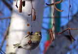 Carduelis spinus ; comments:18