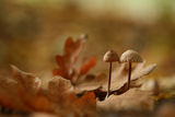 Fungi ; comments:53
