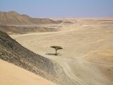 Самотното дърво в Сахара ; comments:39