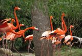 Phoenicopterus ; Comments:20