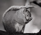 Grey Squirrel B/W ; comments:34