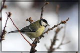 Голям синигер (Parus major) ; comments:12