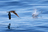 Flying fishes hunting ; comments:19