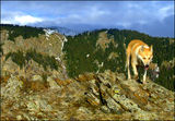 Чакал (Canis aureus) в Централен Балкан ; comments:23