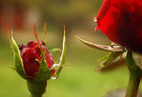 red roses triptych /2/ ; comments:3