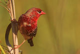 Red Munia ; comments:46