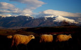 Sheeps at sunset ; comments:14