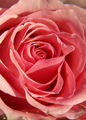 My heart is rose ; comments:7