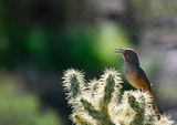 Curve-billed thrasher Toxostoma curvirostre ; comments:33