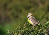 Western Meadowlark, Sturnella neglecta ; comments:19