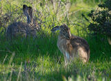 черно-опашат калифорнийски заек, Lepus californicus ; comments:28