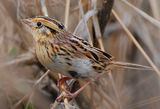 Le Conte's Sparrow, Ammodramus leconteii ; comments:18