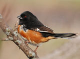 Eastern Towhee ; comments:41