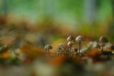 Fungi ; comments:36