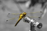 DragonFly ; Коментари:15