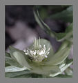 Helleborus odorus ; Коментари:16