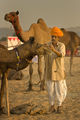 Pushkar Camel Fair, India ; comments:14