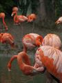 Phoenicopterus 2 ; comments:24