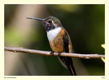 Hummingbird ; comments:14