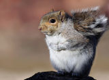 Gray Squirrel ; comments:43