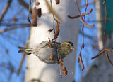 Елшова скатия (Carduelis spinus) ; comments:22