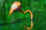 Flamingo ; comments:8