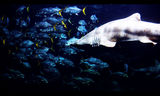 Бялата акула ; comments:3