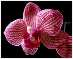 Орхидея ; comments:16