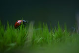 Ladybird ; comments:56