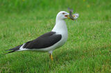 great black-backed gull ; comments:26