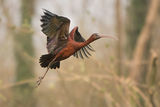 Glossy Ibis ; comments:60