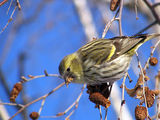 Елшова скатия - Carduelis spinus ; comments:21