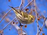 Елшова скатия (Carduelis spinus) ; comments:31