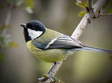 Parus major (Голям синигер) ; comments:27