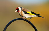 Щиглец-Goldfinch ; comments:12