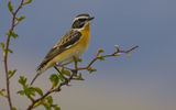Whinchat(Saxicola ruberta) ; comments:21