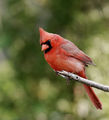 good old cardinal ; comments:29