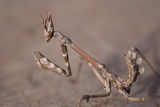 Empusa pennata (Conehead Mantis) ; comments:13