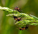 Пролет пукна, мравка хукна... ; comments:16