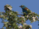 Синявица /Coracias garrulus/. ; comments:13