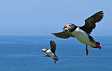 puffins in flight ; comments:27