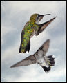 Въздушна битка между две колибрита ; comments:15