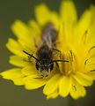 Почиваща пчеличка ; Коментари:11