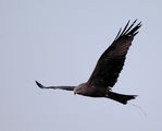 Черна каня (Black kite) в полет ; comments:16