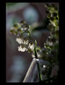 Време за пролет: Светлината ; comments:8