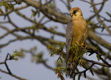 Red-footed falcon ; comments:26